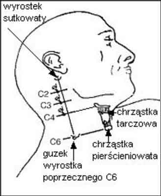 wyrostek sutkowy.jpg