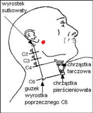 wyrostek sutkowy.jpg
